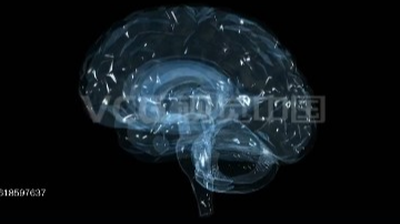 人类大脑的视频动画